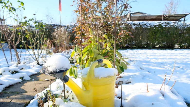 The Gorgeous Flowering Shrub That’ll Bring Colorful Cheer To Your Winter Garden