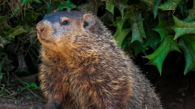 The Gorgeous Garden Perennial That’ll Send Pesky Groundhogs Running