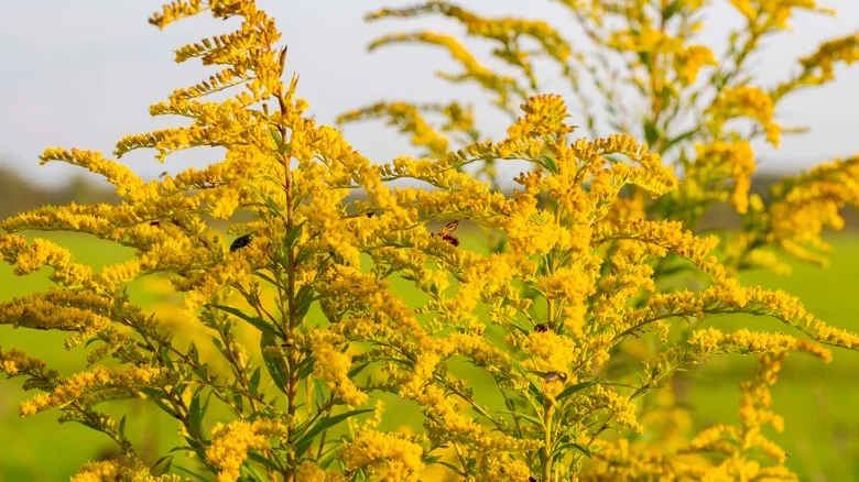 The Gorgeous Perennial You Could Be Adding To Your Floral Arrangements
