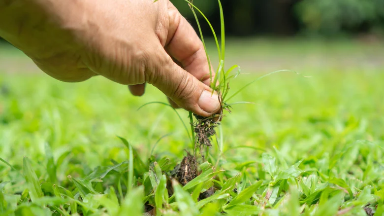 The Grass Look Alike That Could Be Taking Over Your Lawn