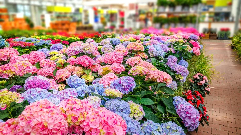 The Grocery Store That’s Known To Carry Budget-Friendly Hydrangeas