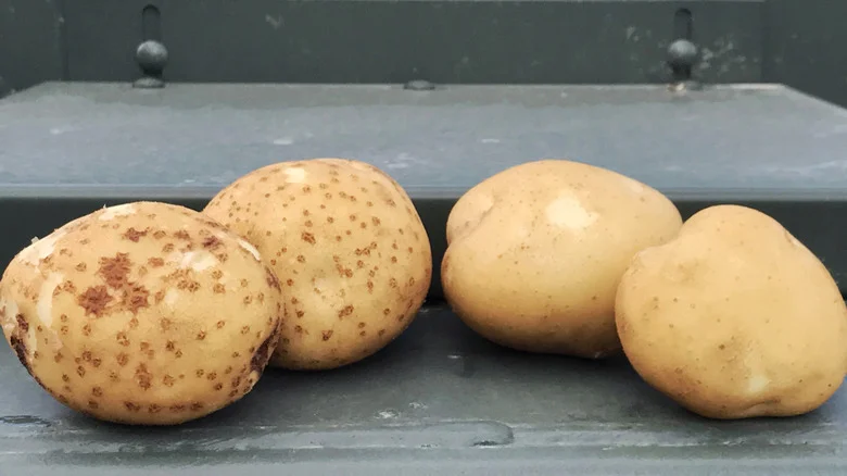 The Gross Reason Your Potatoes Have Scabs (And Mistakes That Are Causing Them)