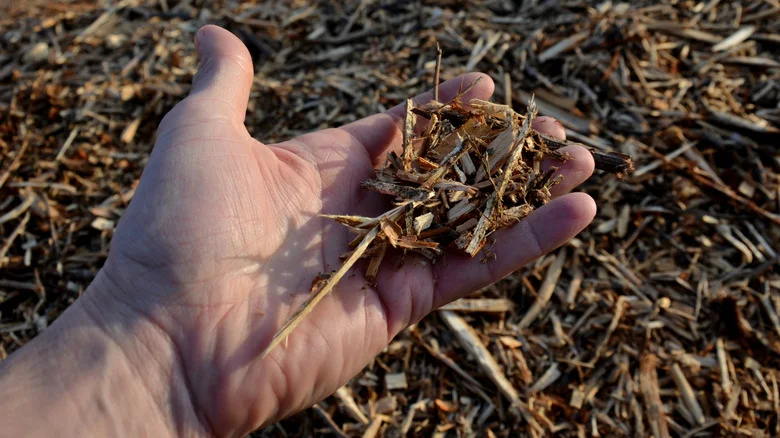 The Ground Cover That Makes The Perfect Mulch Alternative In Your Sloped Yard