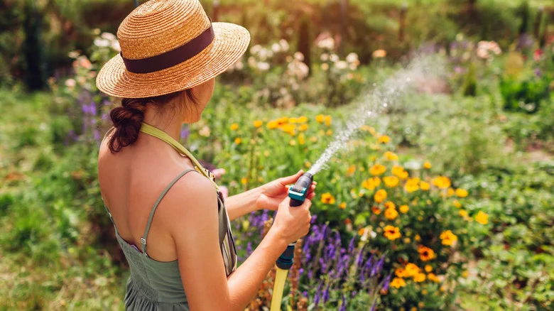 The Ground Cover You Won’t Want To Grow If You’re Trying To Keep Mosquitoes Away
