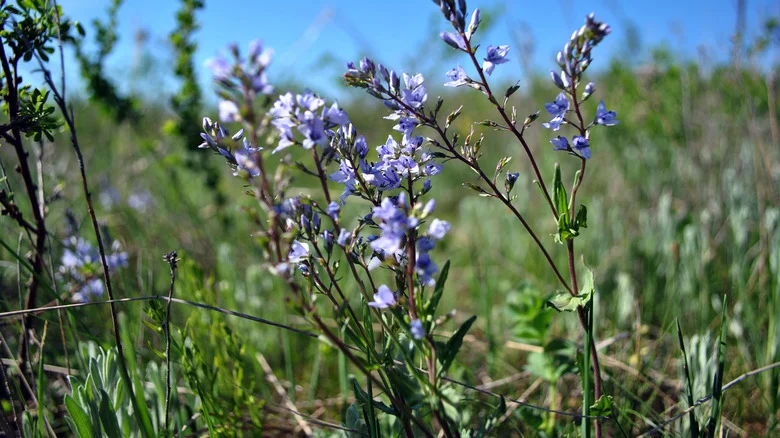 The Guide To Identifying And Eradicating Speedwell In Your Lawn