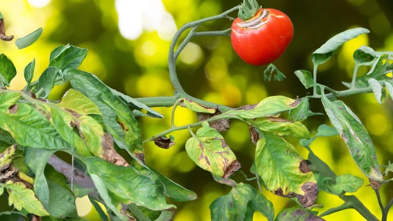 The Hack People Use To Save Tomato Plants From Rust Disease (But Should You?)