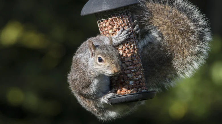 The ‘Hack’ That Absolutely Doesn’t Work To Keep Squirrels Away From Your Bird Feeder