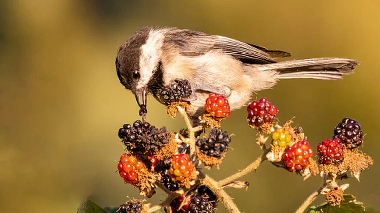 The Handmade Solution That Helps Keep Birds Out Of Your Berry Bushes