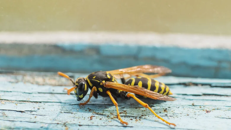 The Handmade Solution That Helps Keep Wasps Away