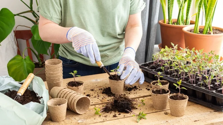 The Handy Bathroom Item That Works As A Perfect Seedling Pot Cover