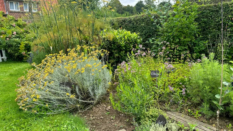 The Hardy, Flavorsome Herb That’ll Grow Well In Shady Areas Of Your Garden