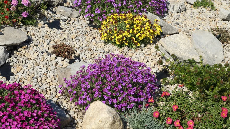 The Hardy Flowering Plant That Thrives When You Add A Little Gravel To The Soil