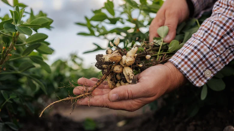 The Heat-Loving Nut Plant You Can Grow In Your Humid Vegetable Garden