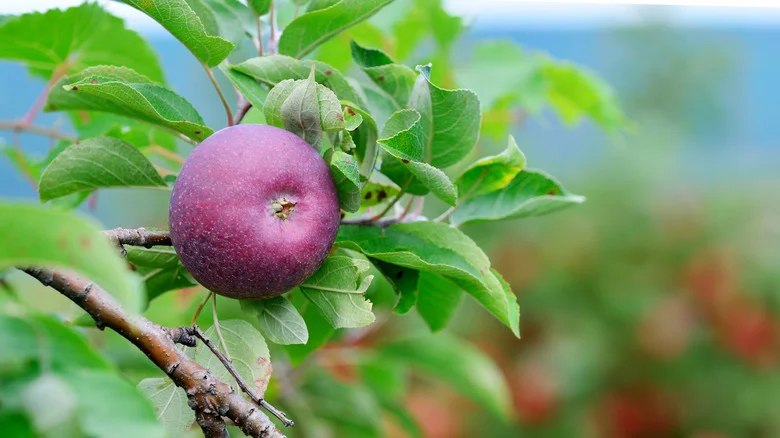 The Heirloom Fruit Tree You Can Grow For A Unique Apple Variety