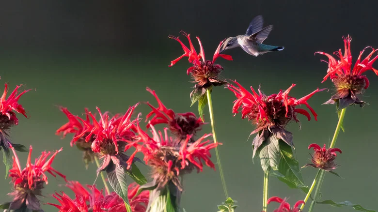 The Herb Garden Trick Some Gardeners Swear By To Easily Attract More Hummingbirds