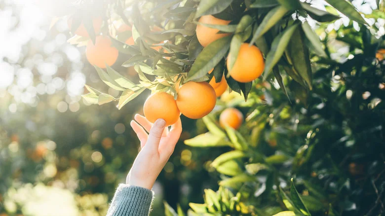 The Herb That Can Help Ward Off Citrus Tree Pests