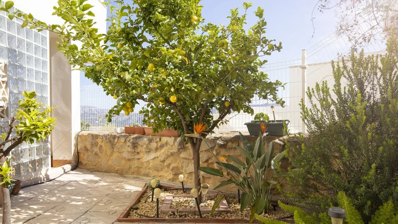 The Herbs That Might Be Slowly Hurting Your Lemon Tree And Its Harvest