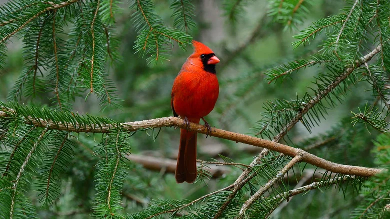 The Herbs You’ll Want To Add To Your Garden To Attract More Beautiful Cardinals