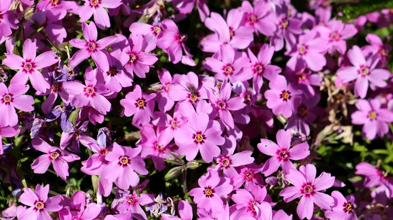 The Hidden Downsides Of Growing Creeping Phlox In Your Yard