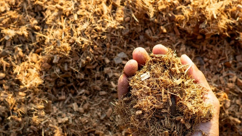 The Hidden Drawbacks Of Using Coconut Coir In The Garden