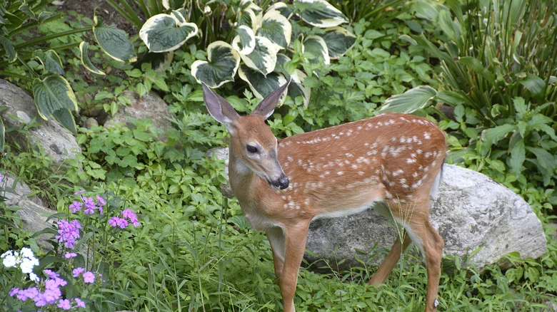 The Hosta Companion Flower That Resists Deer And Rabbits