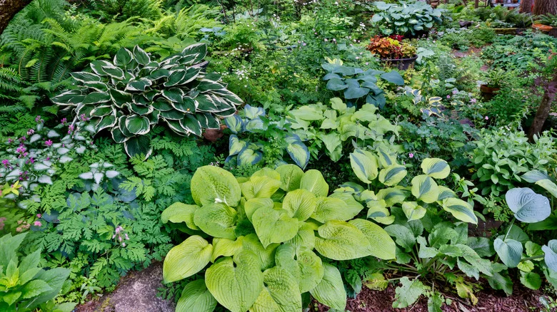 The Hosta Companion Plant That Boosts Soil And Creates A Lush Look