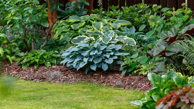 The Hosta Companion Plant That Creates A Fragrant And Lush Look