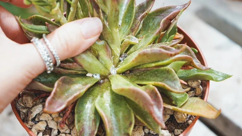 The Household Essential That’ll Make Mealybugs A Thing Of The Past