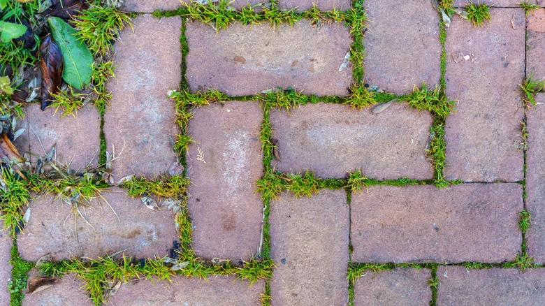 The Household Solution That Fights Off Unwanted Weeds In The Garden