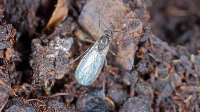 The Houseplant Mistake That’s Attracting Gnats Into Your Home