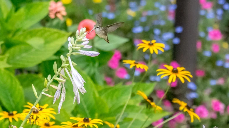 The Hummingbird-Attracting Benefits Of Planting Hostas In Your Garden