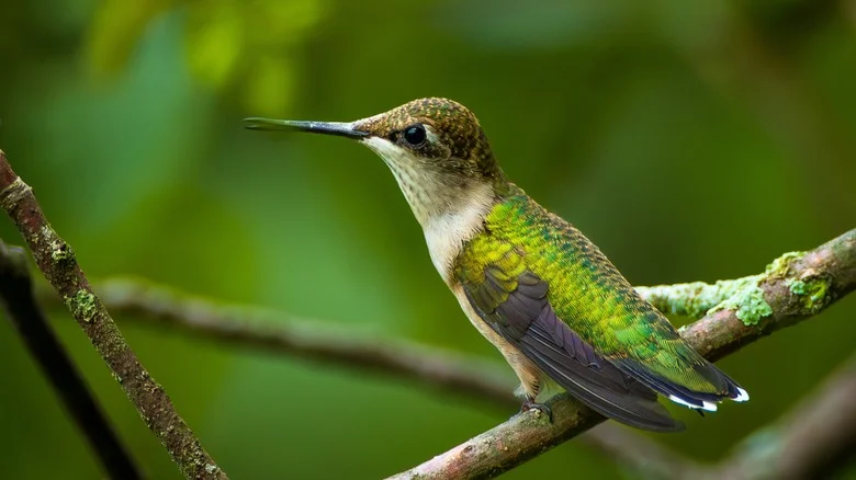 The Hummingbird-Favorited Flower You Can Overwinter To Enjoy Again In Springtime