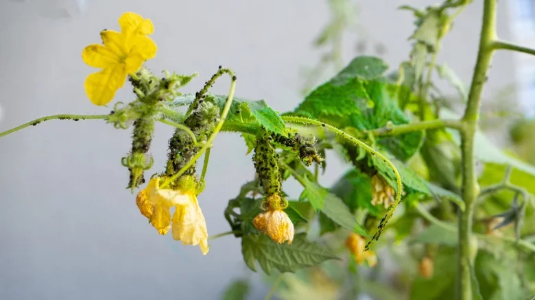 The Hydrogen Peroxide Hack Gardeners Use To Combat Aphids (& Should You Try It?)