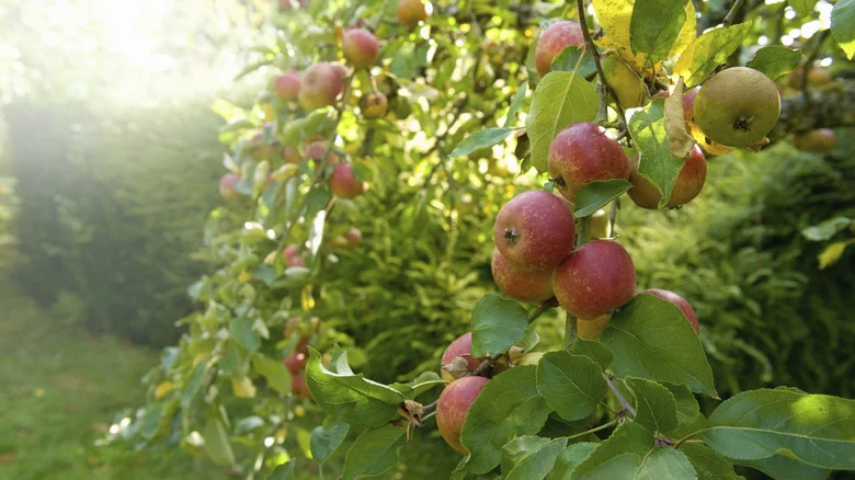 The Hydrogen Peroxide Hack People Use When Growing Fruit Trees (& Should You Try It?)
