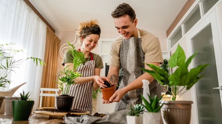 The Hydrogen Peroxide Hack Pinterest Swears By When Transplanting Plants