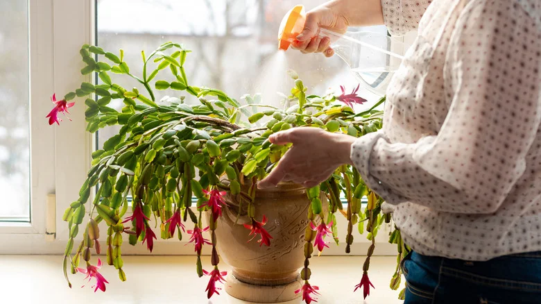 The Hydrogen Peroxide Hack That’ll Extend The Life Of Your Christmas Cactus