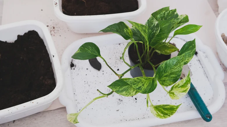 The Ideal Soil Type That Helps Your Indoor Pothos Plant Thrive