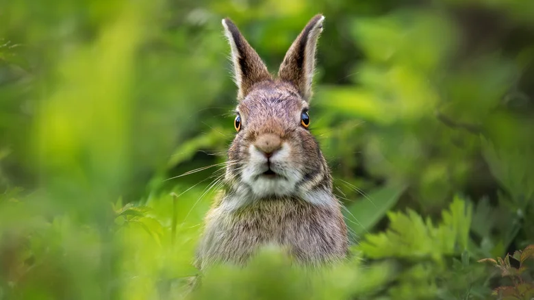 The Inexpensive Ground Cover That Can Deter Rabbits From Destroying Landscaping
