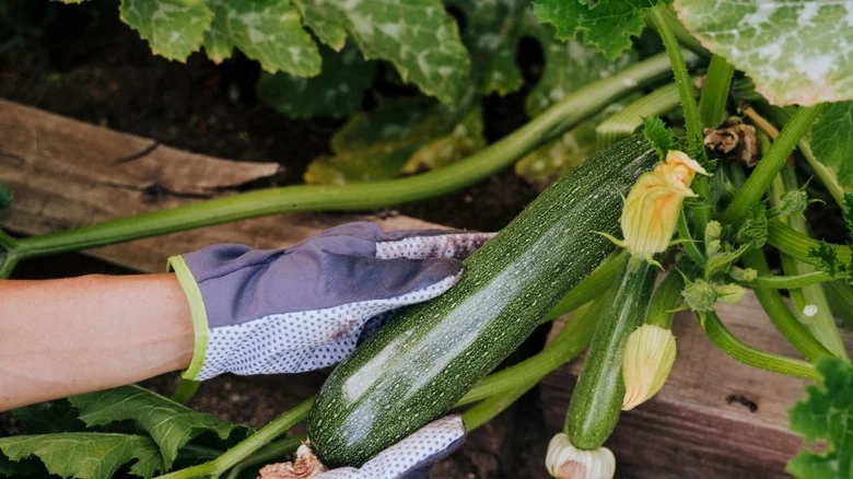 The Ingredient For A Thriving Zucchini Plant Is Already In Your Kitchen