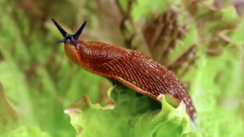 The Ingredient That’ll Control Snails And Slugs In The Garden