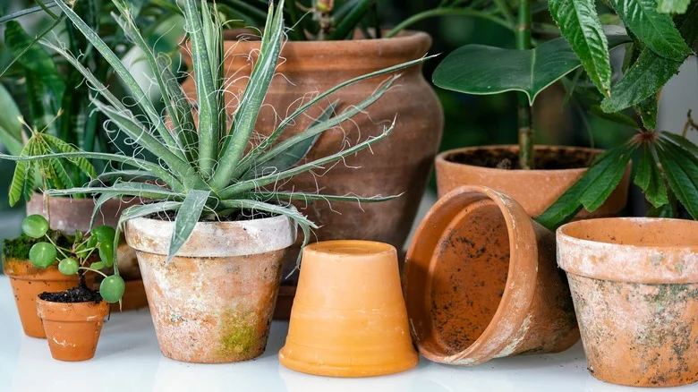 The Ingredient That’ll Make Your Clay Pots Look Good As New