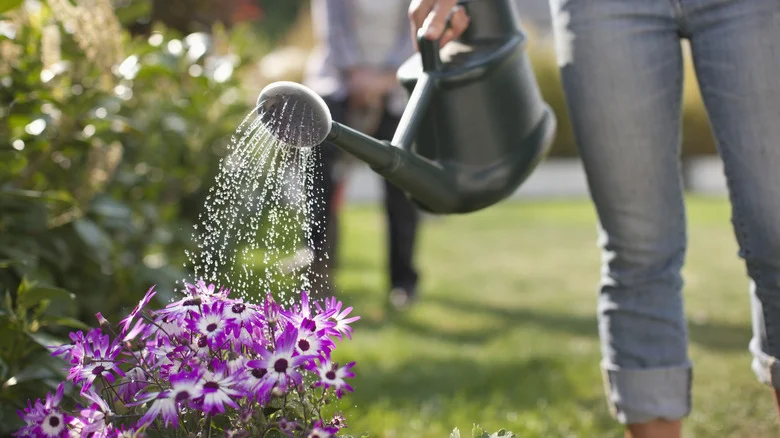 The Ingredient You Can Use As A Natural Fertilizer In The Garden