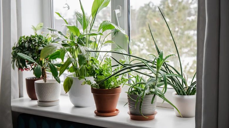 The Interesting Benefit Of Adding Aluminum Foil To Houseplants
