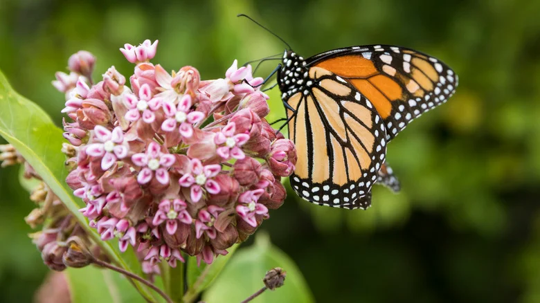 The Invasive Milkweed Look-Alike You Don’t Want Growing In Your Yard