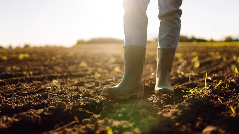 The Invasive ‘Weed’ That May Help Improve Your Soil’s Health