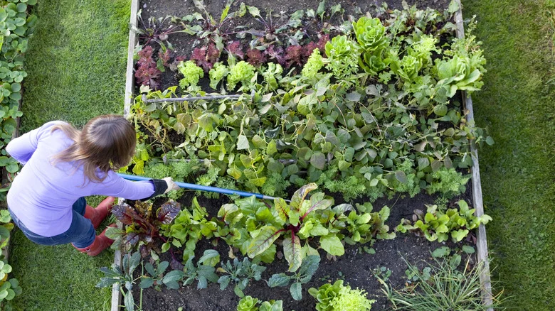 The Invasive Weed You May Actually Want To Keep In Your Garden