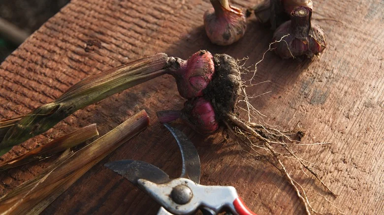 The Item Of Clothing You’ll Want To Use When Storing Bulbs For Winter