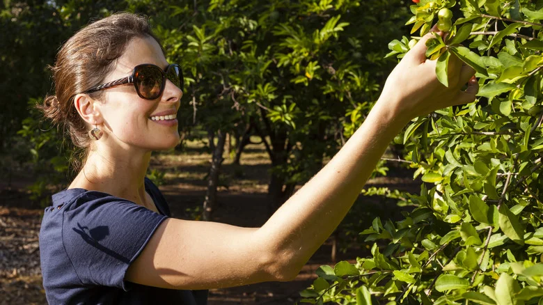 The Juicy, Tart Cherry-Like Bush Variety That Grows Well In Florida
