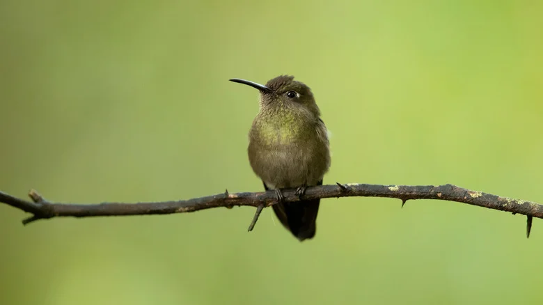 The Kind Of Garden Hummingbirds Can’t Stay Away From