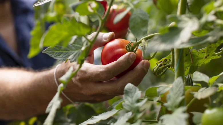 The Kitchen Essential That Can Fertilize Your Tomatoes In A Pinch